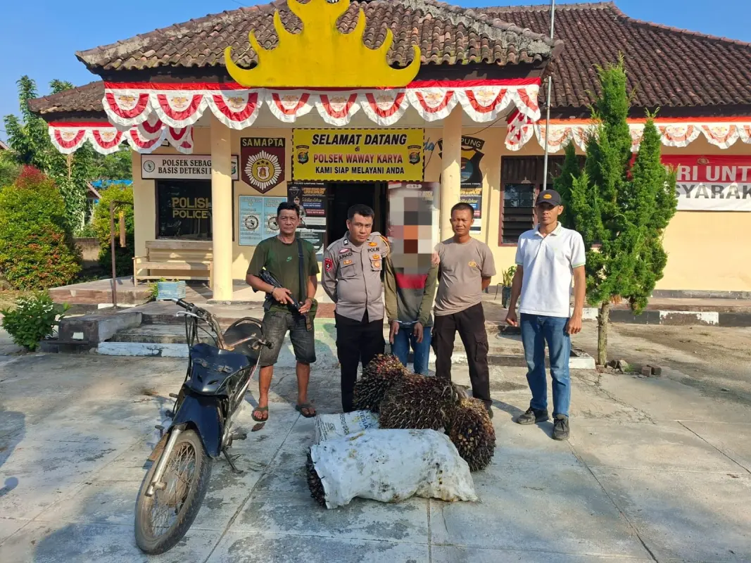 Curi 1 Ton Buah Sawit, Pria Asal Marga Sekampung Diciduk Tekab 308 Presisi Polsek Waway Karya
