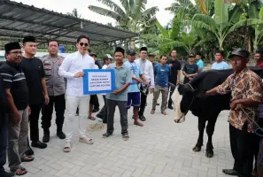 42 Sapi Kurban untuk Rakyat, Bupati Radityo Egi Pratama Ikut Serta Membagikan 42 Sapi Kurban untuk Rakyat