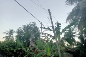 Miris! Kabel Listrik PLN Sidomulyo Donyong ke Bawah Ditopang Bambu dan Pohon Warga Khawatir Bahaya